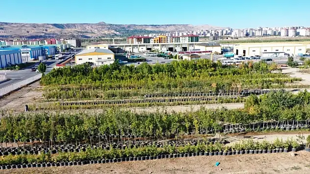 Kayseri'de 525 bin bitki yetiştiriliyor: Ekonomiye de katkı sağlıyor