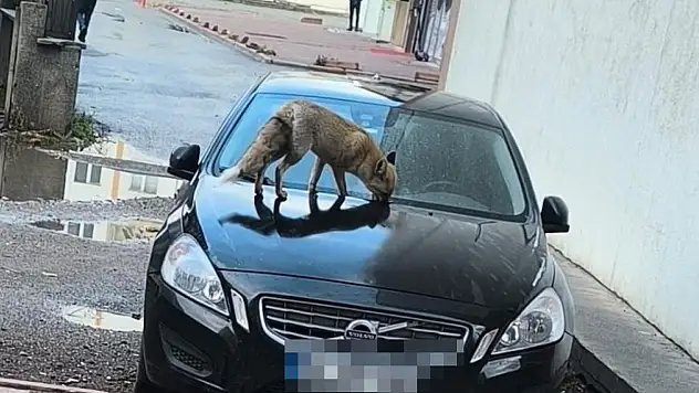 Kayseri'de aç kalan tilki şehir merkezine indi