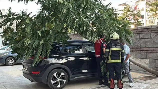 Kayseri'de ağaç, aracın üzerine devrildi