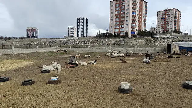 Kayseri'de ahıra saldırı: 6 keçi telef 5 keçi kayıp