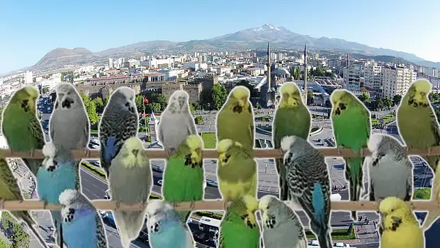 Kayseri'de 'Allah' diyen kuşla karşılaşırsanız dikkat!