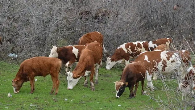 Maliyeti düşürüyor, kaliteyi zirveye taşıyor: Yayla hayvancılığının altın kuralı