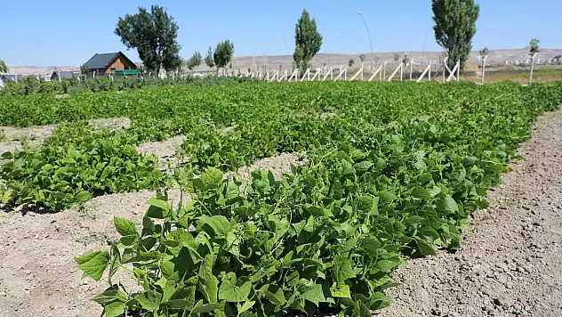 Kayseri'de ata tohumları geleceğe taşınıyor
