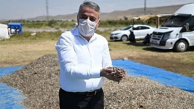Kayseri'de ay çekirdeği hasadı başladı