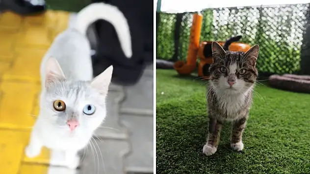 Kayseri'de bir ilk: Kedi kasabası