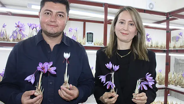 Kayseri'de bir ilki başardı! Dünyanın en pahalı baharatını yetiştirdi