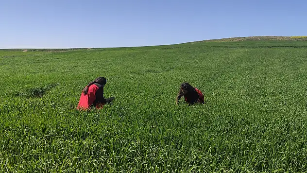 Kayseri'de böcek alarmı! Yine ortaya çıktı, sabahın erken saatlerinde ekipler o böceğin peşine düştü!