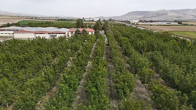 Kayseri'de boş fabrika bahçesi cevizliğe dönüştü! 2 bin ağaçtan 15 ton hedef