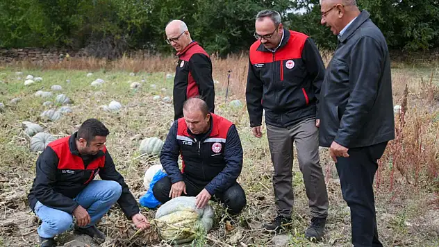 Kayseri'de bu kabaklar bakın nasıl üretildi?