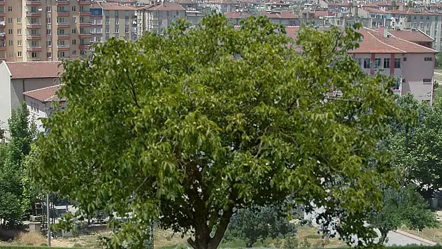 Kayseri'de ceviz ağacından düştü, hayatını kaybetti