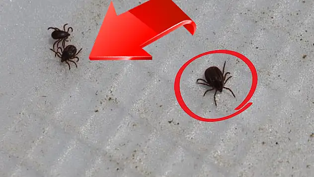 Kayseri'de de acı haberler art arda gelmişti! Öldüren keneler kışı bakın nerede geçiriyor?