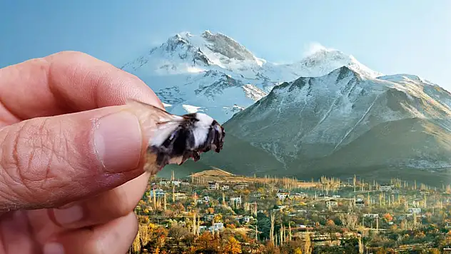 Kayseri'de değeri pek bilinmiyor ama Hollandalılar, Bombusların peşinden koşuyor