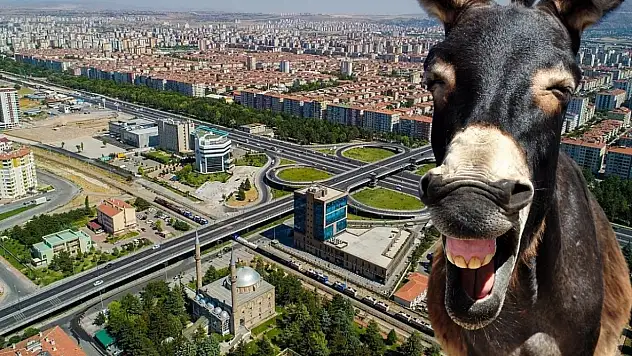 Kayseri'de eşek sayısı azalıyor!