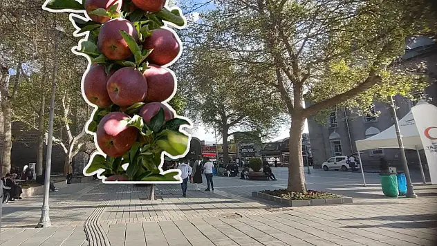 Kayseri'de icralık olan tonlarca elma bugün satışa çıkıyor!