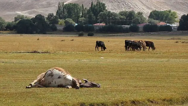 2 mahallede şarbon karantinası sürüyor