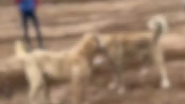 Kayseri'de köpek operasyonu