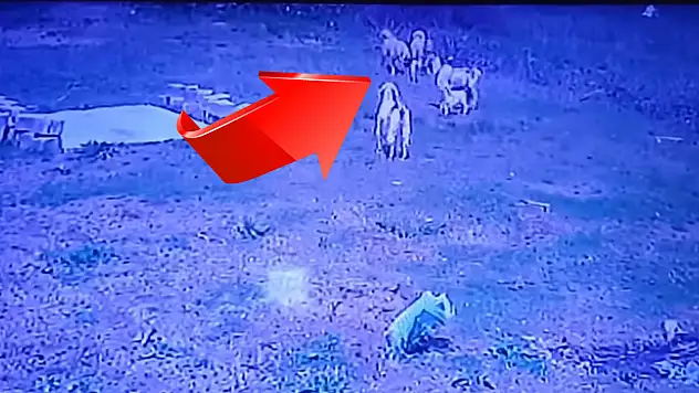 Kayseri'de korku dolu anlar! Köpekler böyle saldırdı! O anlar kameraya böyle yansıdı
