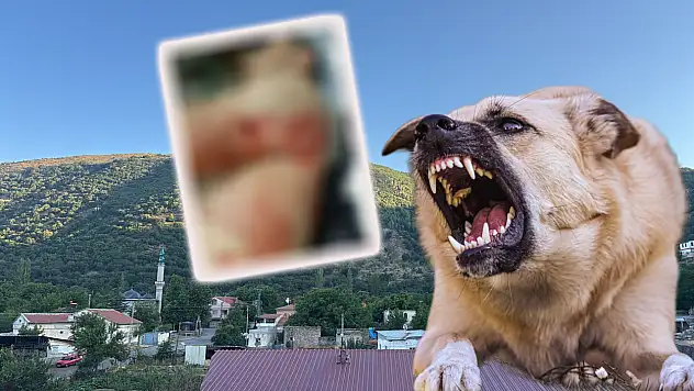 Kayseri'de oldu! Anne, baba ve çocukları misafirliğe giderken saldırıya uğrayıp, hastanelik oldular