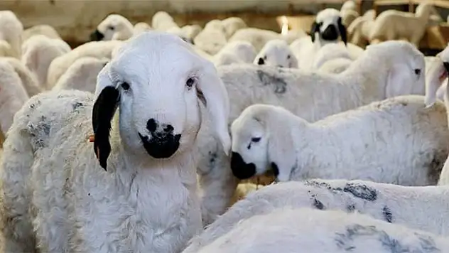 Kayseri'de küçükbaş hayvancılığın geleceği masaya yatırıldı