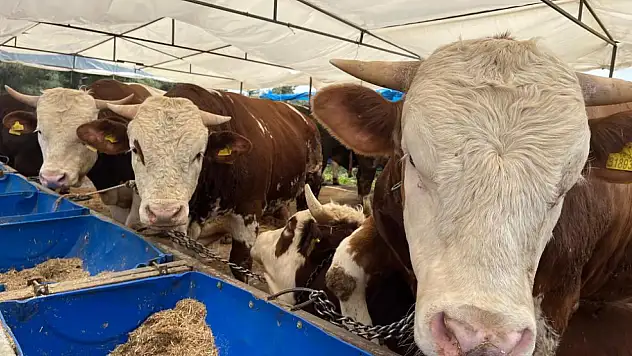 Kayseri'de kurban kesecekler dikkat: Bu kurallara uymayanlara ceza yağacak!