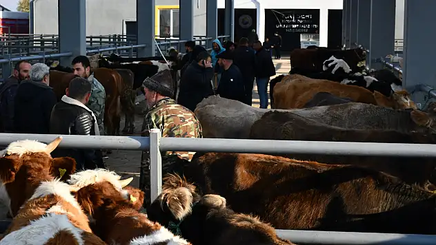 Kayseri'de kurbanlık fiyatları belli oldu!