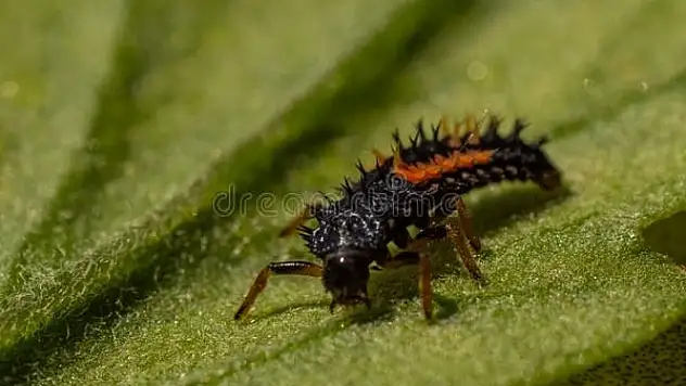 Larva alarmı Kayseri'de çalıyor