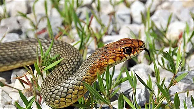 Kayseri'de neden yastıklarının altına yılan derisi koydular?