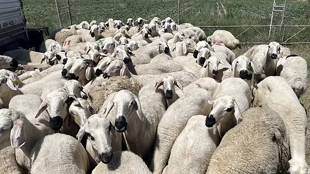 Kayseri'de oldu! Kurban parasını kim çaldı?
