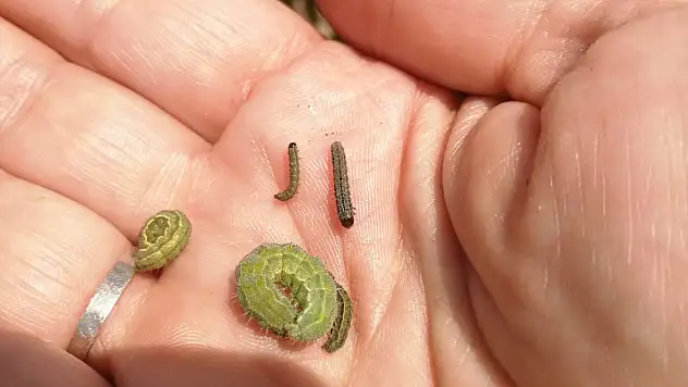 Kayseri'de ortaya çıktı!