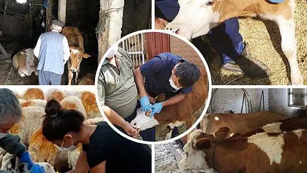 KAYSERİ'DE ŞAP ALARMI!