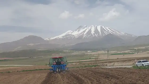 Kayseri'de 'sarı altın' ekilmeye başlandı