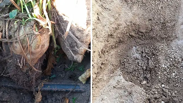 Kayseri'de şeker pancarı üretiminde bir devir kapanıyor! Maliyet bakın nasıl düşürüldü