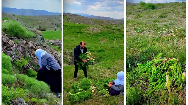 Kayseri'de şifa dağıtan ot! Doğada kendiliğinden yetişiyor, çok az kişi biliyor