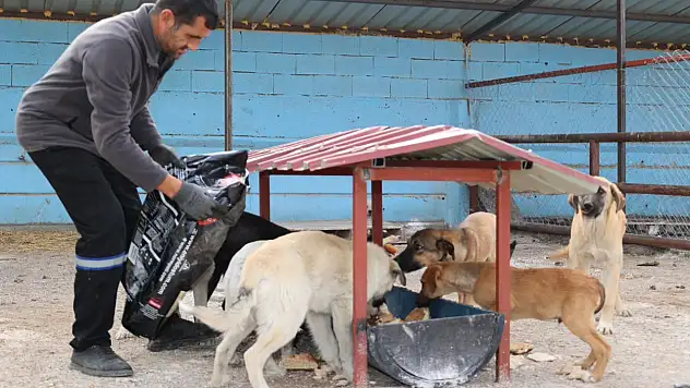Sokak hayvanları için Kayseri'de barınak bir daha açıldı