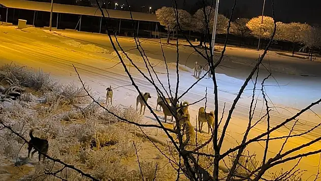 Kayseri'de sokak köpeği çocuğa saldırdı!