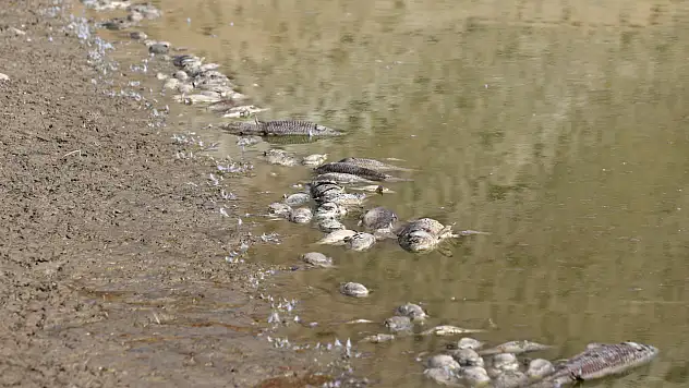 Kayseri'de sular çekildi, balıklar telef oldu