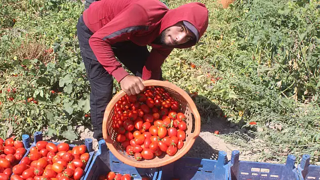 Kayseri'de tarlada 7 lira olan domates tezgahta neden 40 lira?