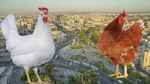 Kayseri'de tavuk hareketliliği! 800 gram tavuk için tarih verildi
