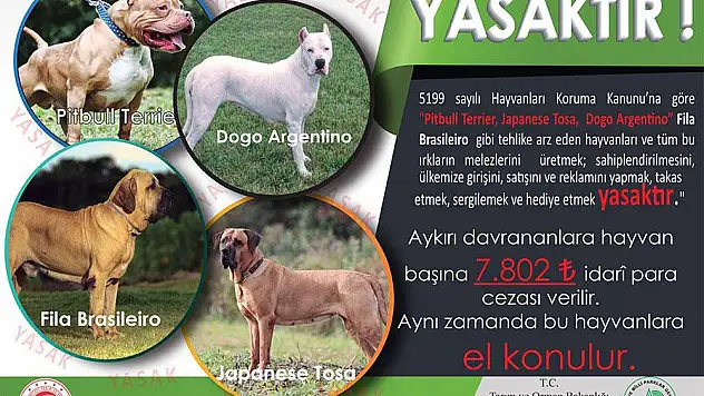 KAYSERİ'DE TEHLİKELİ KÖPEK ALARMI!