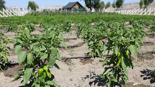 Kayseri'de ücretsiz dağıtılacak!