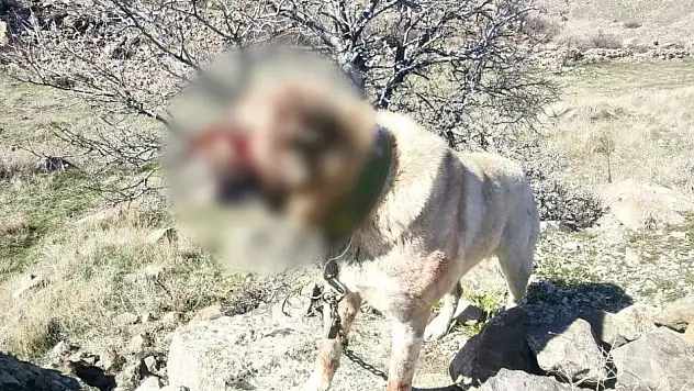 Kayseri'de vahşet!