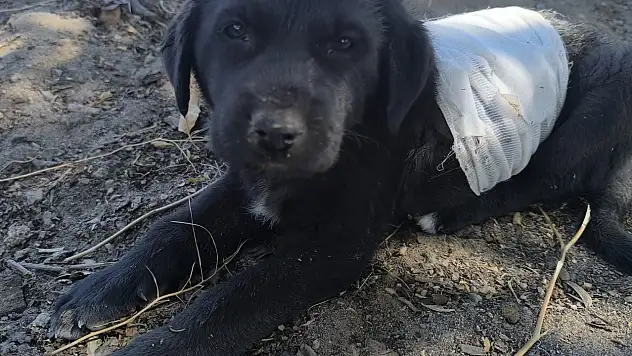 Kayseri'de yavru köpeğe saldırı