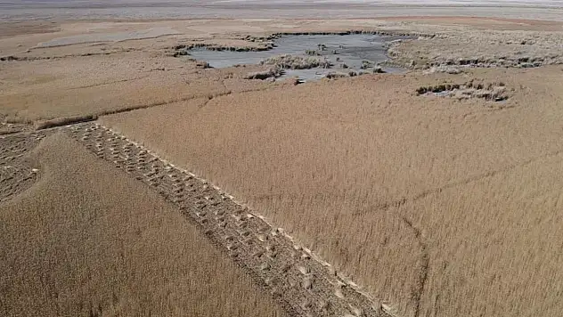 Kayseri'de yetişiyor... Almanya'dan İngiltere'ye lüks otellerde bakın ne için kullanılıyor