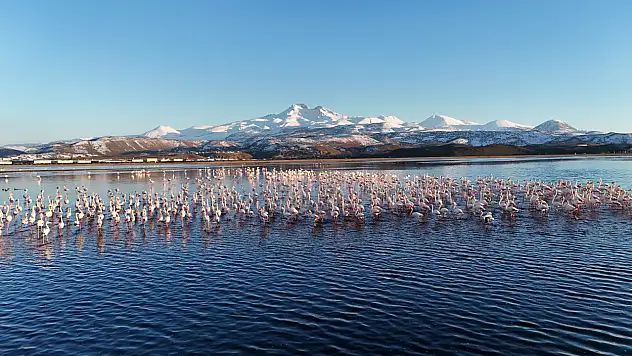 Kayseri'ye yılın ilk flamingoları geldi!