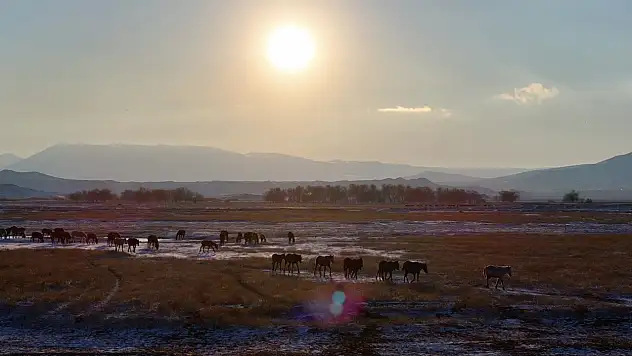 Kayseri'de yılkı atları görsel şölen oluşturdu