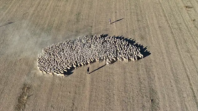 Kayseri'de yoğun talep görüyor! Kırşehir'de yetiştiriliyor