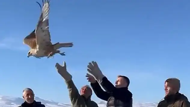 Kayseri'deki kızıl şahin yeniden özgürlüğe uçtu