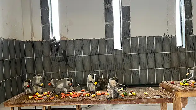 Kayseri'deki maymunlara ne olduğu ortaya çıktı!