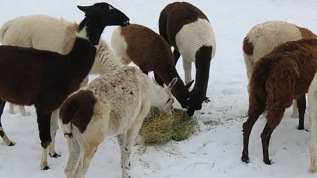 Kayseri'deki o hayvanlar özel sistem ile ısıtılıyor!