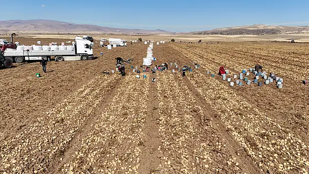 Tomarza'nın altınları Nevşehir'e gidiyor